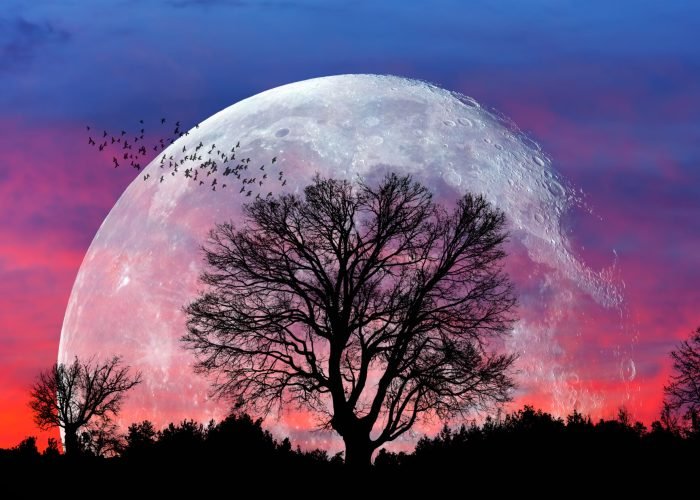 lone tree with moon at it largest also called supermoon "elements of this image furnished by nasa"